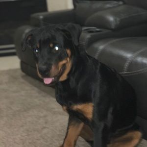 Meet your Posher, Devin